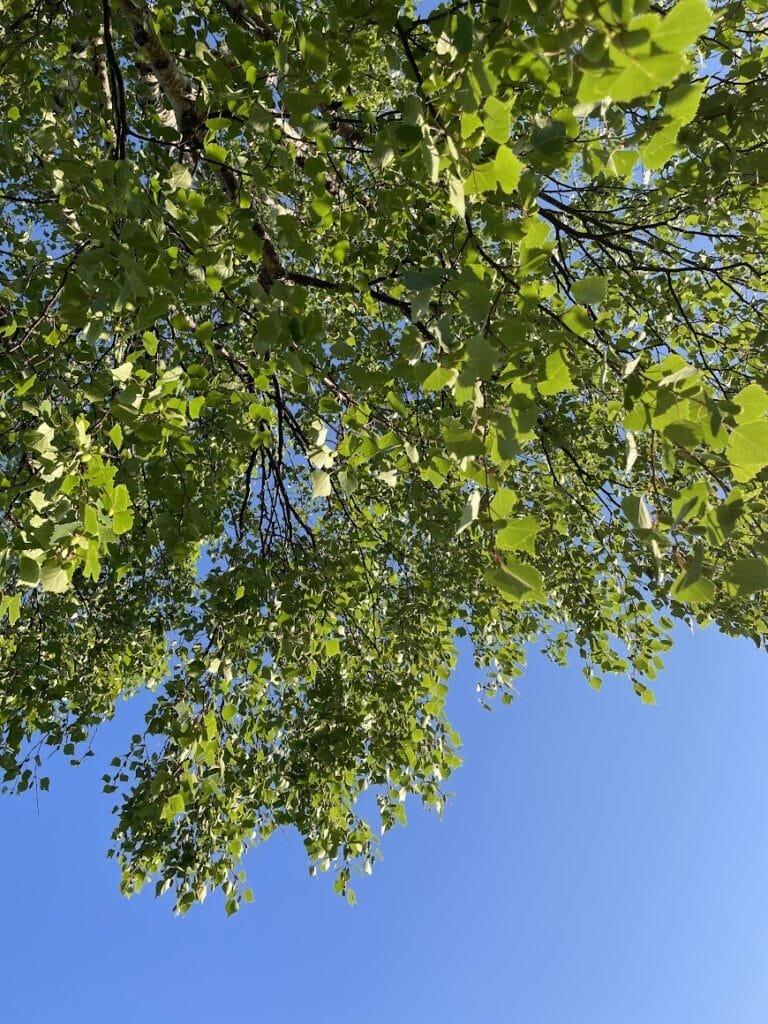 Medlemsinfo mai 2024