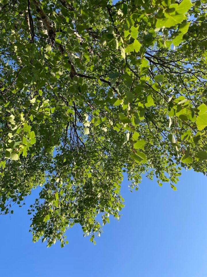 Medlemsinfo mai 2024